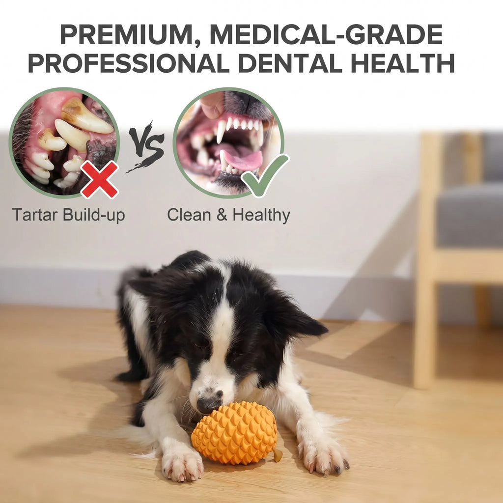 Dental Health Results - Tartar Removal VS Clean Healthy Teeth