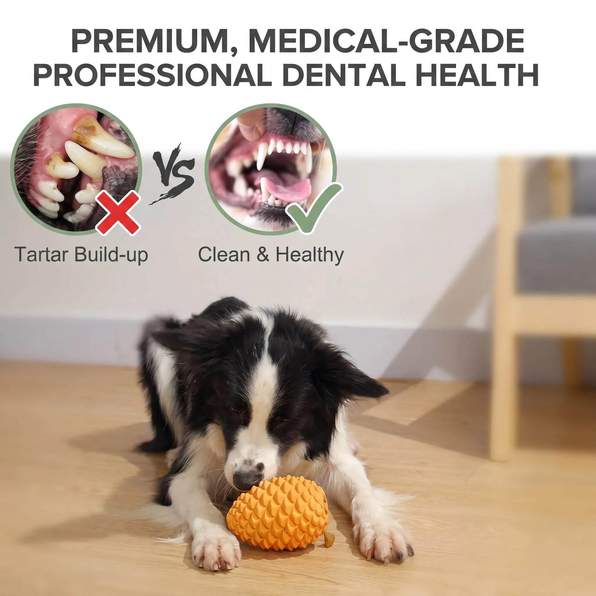 Dental Health Results - Tartar Removal VS Clean Healthy Teeth